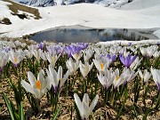 72 Laghetto in disgelo, pascoli in estese fioriture multicolori di Crocus vernus